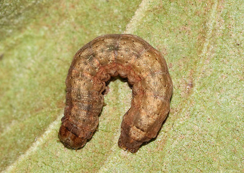 Caterpillar - Unknown Spodoptera frugiperda? Mythimna unipuncta? Noctua sp.? Or, maybe Euxoa sp.? 

Habitat: I found it at night on a bush in a rural area
https://www.jungledragon.com/image/75970/caterpillar_-_unknown.html
https://www.jungledragon.com/image/75973/caterpillar_-_unknown.html Geotagged,Summer,United States