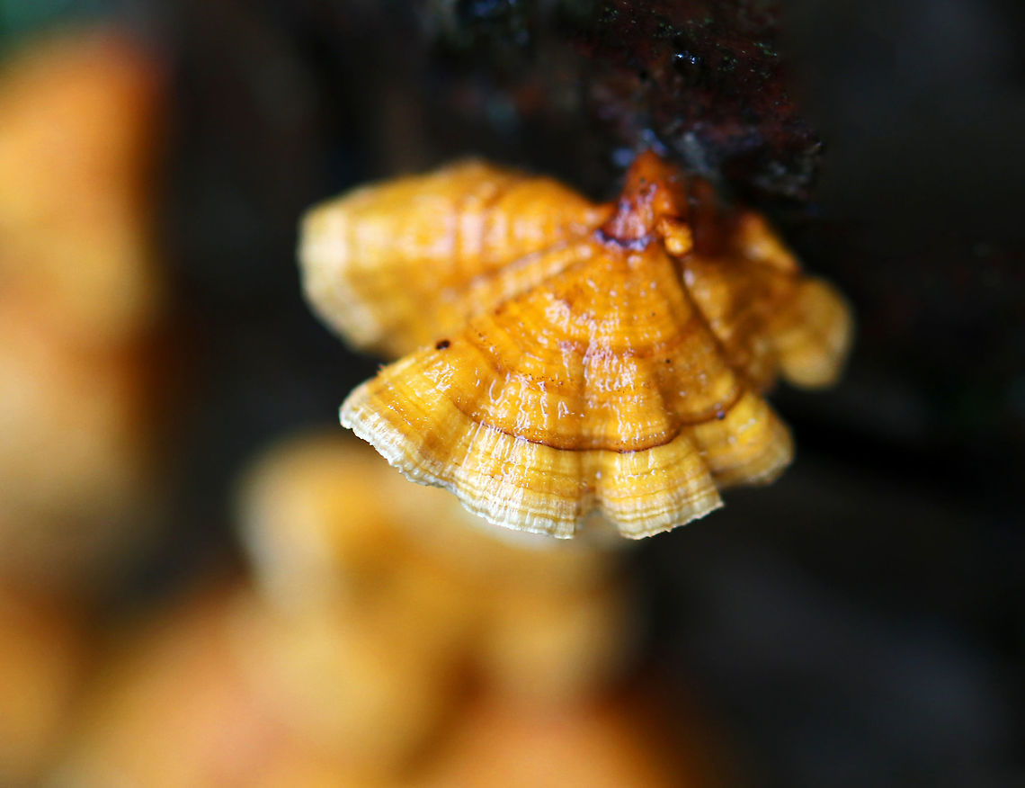 Crowded Parchment - Stereum complicatum Zoned, fan-shaped, orange-brown with pale orange-yellow around the margins. The undersides were orange, smooth, and didn&#039;t have pores.<br />
<br />
Habitat: Rotting wood Fall,Geotagged,Stereum complicatum,Stereum rameale,United States