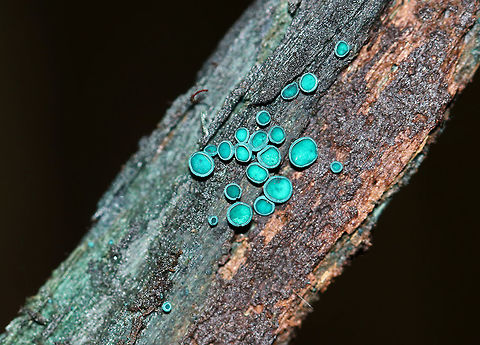 Elfcups - Chlorociboria aeruginosa Habitat: Rotting wood in a mixed forest Chlorociboria,Chlorociboria aeruginosa,Fall,Geotagged,Turquoise Elfcup,United States