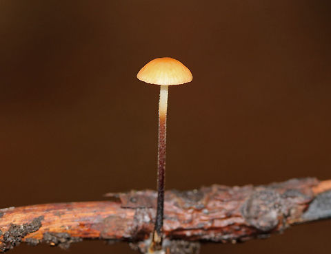 Hairy Long Stem Marasmius - Rhizomarasmius pyrrhocephalus Orange cap that was nearly flat and about 2 cm across. The cap was wrinkled and had some slight lines around the margin. The stem was reddish brown, very tough, hairy, and rooted. Gills were cream colored and were attached to the stem. These mushrooms shrivel up when the weather is dry. When it rains again, they will revive and assume their usual proportions. This reviving ability is called "marcescence".
https://www.jungledragon.com/image/76029/hairy_long_stem_marasmius_-_rhizomarasmius_pyrrhocephalus.html Fall,Geotagged,Hairy Long Stem Marasmius,Rhizomarasmius pyrrhocephalus,United States,marcescence