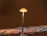 Hairy Long Stem Marasmius - Rhizomarasmius pyrrhocephalus Orange cap that was nearly flat and about 2 cm across. The cap was wrinkled and had some slight lines around the margin. The stem was reddish brown, very tough, hairy, and rooted. Gills were cream colored and were attached to the stem. These mushrooms shrivel up when the weather is dry. When it rains again, they will revive and assume their usual proportions. This reviving ability is called "marcescence".<br />
https://www.jungledragon.com/image/76029/hairy_long_stem_marasmius_-_rhizomarasmius_pyrrhocephalus.html Fall,Geotagged,Hairy Long Stem Marasmius,Rhizomarasmius pyrrhocephalus,United States,marcescence