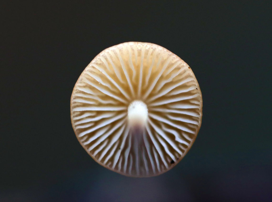 Hairy Long Stem Marasmius - Rhizomarasmius pyrrhocephalus Orange cap that was nearly flat and about 2 cm across. The cap was wrinkled and had some slight lines around the margin. The stem was reddish brown, very tough, hairy, and rooted. Gills were cream colored and were attached to the stem. These mushrooms shrivel up when the weather is dry. When it rains again, they will revive and assume their usual proportions. This reviving ability is called "marcescence".<br />
<figure class="photo"><a href="https://www.jungledragon.com/image/76028/hairy_long_stem_marasmius_-_rhizomarasmius_pyrrhocephalus.html" title="Hairy Long Stem Marasmius - Rhizomarasmius pyrrhocephalus"><img src="https://s3.amazonaws.com/media.jungledragon.com/images/3232/76028_thumb.jpg?AWSAccessKeyId=05GMT0V3GWVNE7GGM1R2&Expires=1759968010&Signature=xRRv7LF1MXQ9o3v3eVhyat6%2B%2FH8%3D" width="200" height="154" alt="Hairy Long Stem Marasmius - Rhizomarasmius pyrrhocephalus Orange cap that was nearly flat and about 2 cm across. The cap was wrinkled and had some slight lines around the margin. The stem was reddish brown, very tough, hairy, and rooted. Gills were cream colored and were attached to the stem. These mushrooms shrivel up when the weather is dry. When it rains again, they will revive and assume their usual proportions. This reviving ability is called "marcescence".<br />
https://www.jungledragon.com/image/76029/hairy_long_stem_marasmius_-_rhizomarasmius_pyrrhocephalus.html Fall,Geotagged,Hairy Long Stem Marasmius,Rhizomarasmius pyrrhocephalus,United States,marcescence" /></a></figure> Fall,Geotagged,Hairy Long Stem Marasmius,Rhizomarasmius pyrrhocephalus,United States