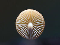 Hairy Long Stem Marasmius - Rhizomarasmius pyrrhocephalus Orange cap that was nearly flat and about 2 cm across. The cap was wrinkled and had some slight lines around the margin. The stem was reddish brown, very tough, hairy, and rooted. Gills were cream colored and were attached to the stem. These mushrooms shrivel up when the weather is dry. When it rains again, they will revive and assume their usual proportions. This reviving ability is called "marcescence".<br />
https://www.jungledragon.com/image/76028/hairy_long_stem_marasmius_-_rhizomarasmius_pyrrhocephalus.html Fall,Geotagged,Hairy Long Stem Marasmius,Rhizomarasmius pyrrhocephalus,United States