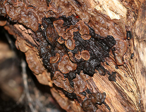 Xylobolus subpileatus Habitat: Rotting wood Fall,Geotagged,United States,Xylobolus,Xylobolus subpileatus,crust fungus,fungus