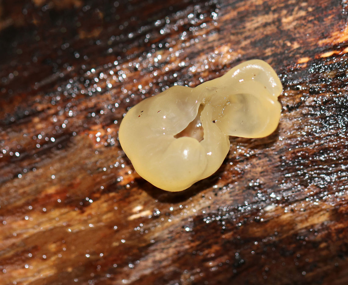 Unknown Fungus Pale yellow, jelly-like fungus that looked like it was cup-shaped, but had collapsed. <br />
<br />
My guesses so far are: Peziza sp., Otidea tuomikoskii, or Ascotremella sp.<br />
<br />
Habitat: Rotting wood in a mixed forest. Fall,Geotagged,United States