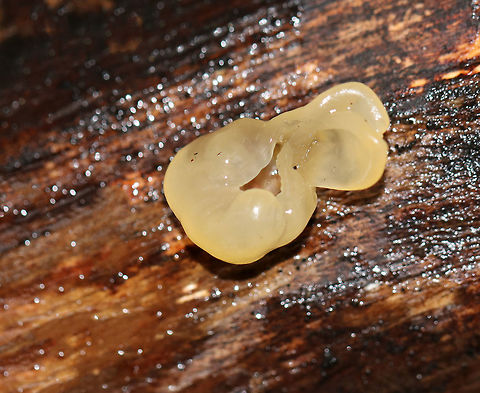 Unknown Fungus Pale yellow, jelly-like fungus that looked like it was cup-shaped, but had collapsed. 

My guesses so far are: Peziza sp., Otidea tuomikoskii, or Ascotremella sp.

Habitat: Rotting wood in a mixed forest. Fall,Geotagged,United States