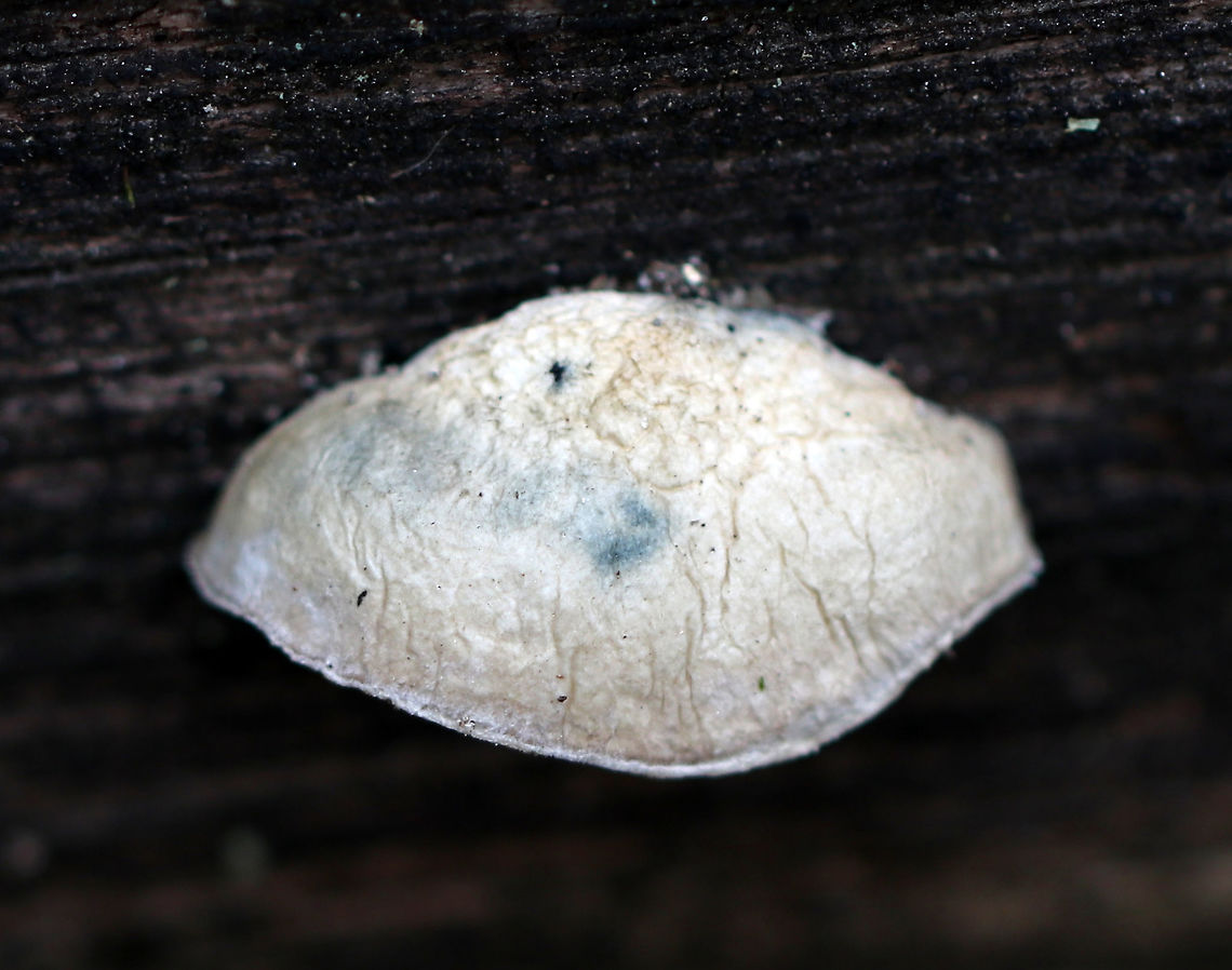 Blue Cheese Polypore - Postia livens White fungus with blue spots. Odor was very fragrant.<br />
<br />
Habitat: Rotting wood in a deciduous forest with lots of sycamore Blue Cheese Polypore,Fall,Geotagged,Postia caesia,Postia livens,United States,polypore,postia