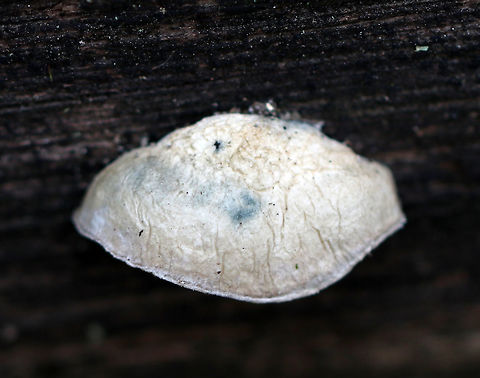 Blue Cheese Polypore - Postia livens White fungus with blue spots. Odor was very fragrant.

Habitat: Rotting wood in a deciduous forest with lots of sycamore Blue Cheese Polypore,Fall,Geotagged,Postia caesia,Postia livens,United States,polypore,postia