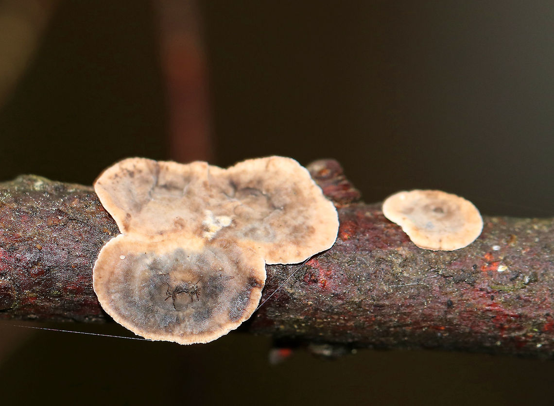 Stereum sanguinolentum Habitat: Growing on eastern hemlock; Mixed forest Fall,Geotagged,Stereum,Stereum sanguinolentum,United States