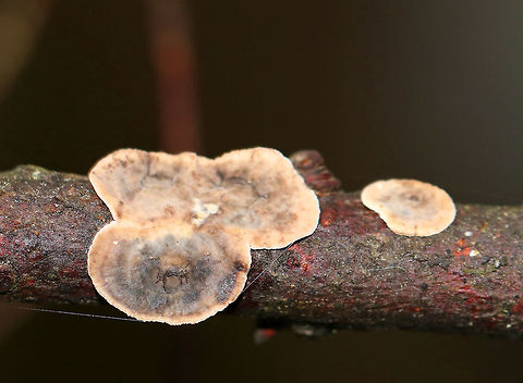 Bleeding Conifer Crust