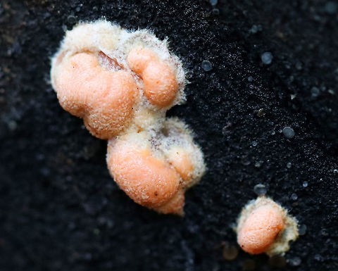 Wolf's Milk Slime Mold - Lycogala epidendrum I've never seen this slime mold looking like this before - it looked like it was made up of tiny maggots. Usually, the aethalia are smooth and firm on the outside.

Habitat: Rotting wood in a mixed forest Fall,Geotagged,Lycogala epidendrum,United States,Wolf's milk,slime mold