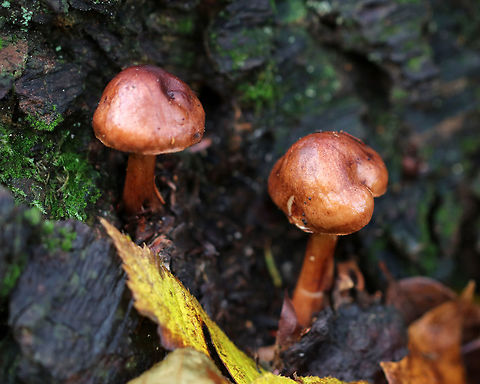 Mushrooms - Pholiota sp.? The caps and stems were brown and smooth. Gills were close and attached with short gills. 

Habitat: Growing on rotting wood in a mostly deciduous forest.
https://www.jungledragon.com/image/76130/mushrooms_-_pholiota_sp.html Fall,Geotagged,United States,mushrooms,pholiota