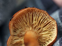 Mushrooms - Pholiota sp.? The caps and stems were brown and smooth. Gills were close and attached with short gills. <br />
<br />
Habitat: Growing on rotting wood in a mostly deciduous forest.<br />
https://www.jungledragon.com/image/76129/mushrooms_-_pholiota_sp.html Fall,Geotagged,Pholiota,United States,mushooms