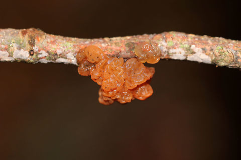 Tremella mesenterica Habitat: Hardwood Fall,Geotagged,Tremella mesenterica,United States,fungus