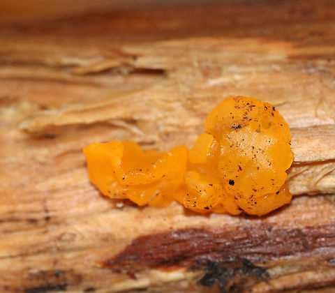 Dacrymyces chrysospermus *I'm not completely sure about the ID. It was more orange and firm that I usually find it.

Habitat: Decorticated, rotting conifer Dacrymyces,Dacrymyces chrysospermus,Fall,Geotagged,United States