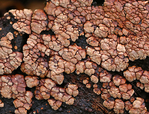 Ceramic Parchment - Xylobolus frustulatus Habitat: Oak Ceramic fungus,Fall,Geotagged,United States,Xylobolus,Xylobolus frustulatus