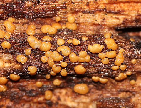 Trichoderma sp. *I think that this could be old Trichoderma strictipile, but I'm not sure.

Orange-tan blobs growing on decorticated, rotting wood in a deciduous forest. Up really close, each blob looked like brownish tapioca. Fall,Geotagged,Trichoderma,United States