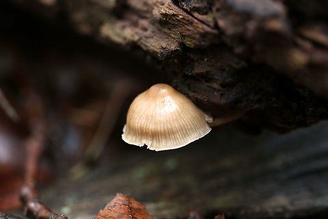 Mycena galericulata Cap: Conical with a large, central bump; lined; tacky; tattered margin; tan

Gills: Attached; whitish

Stem: hollow; similar color as the cap

Habitat: Rotting hardwood
https://www.jungledragon.com/image/76138/oak-stump_bonnet_cap_-_myccena_inclinata.html
https://www.jungledragon.com/image/76137/oak-stump_bonnet_cap_-_myccena_inclinata.html
https://www.jungledragon.com/image/76136/oak-stump_bonnet_cap_-_myccena_inclinata.html Fall,Geotagged,Mycena galericulata,Rosy-gill fairy helmet,United States