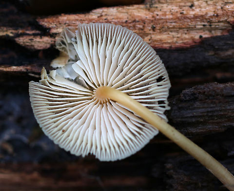 Mycena galericulata Cap: Conical with a large, central bump; lined; tacky; tattered margin; tan

Gills: Attached; whitish

Stem: hollow; similar color as the cap

Habitat: Rotting hardwood
https://www.jungledragon.com/image/76135/oak-stump_bonnet_cap_-_myccena_inclinata.html
https://www.jungledragon.com/image/76138/oak-stump_bonnet_cap_-_myccena_inclinata.html
https://www.jungledragon.com/image/76137/oak-stump_bonnet_cap_-_myccena_inclinata.html Fall,Geotagged,Mycena galericulata,Rosy-gill fairy helmet,United States