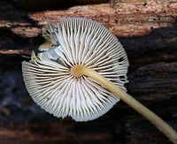 Mycena galericulata Cap: Conical with a large, central bump; lined; tacky; tattered margin; tan<br />
<br />
Gills: Attached; whitish<br />
<br />
Stem: hollow; similar color as the cap<br />
<br />
Habitat: Rotting hardwood<br />
https://www.jungledragon.com/image/76135/oak-stump_bonnet_cap_-_myccena_inclinata.html<br />
https://www.jungledragon.com/image/76138/oak-stump_bonnet_cap_-_myccena_inclinata.html<br />
https://www.jungledragon.com/image/76137/oak-stump_bonnet_cap_-_myccena_inclinata.html Fall,Geotagged,Mycena galericulata,Rosy-gill fairy helmet,United States