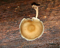 Mycena galericulata Cap: Conical with a large, central bump; lined; tacky; tattered margin; tan<br />
<br />
Gills: Attached; whitish<br />
<br />
Stem: hollow; similar color as the cap<br />
<br />
Habitat: Rotting hardwood<br />
https://www.jungledragon.com/image/76135/oak-stump_bonnet_cap_-_myccena_inclinata.html<br />
https://www.jungledragon.com/image/76138/oak-stump_bonnet_cap_-_myccena_inclinata.html<br />
https://www.jungledragon.com/image/76136/oak-stump_bonnet_cap_-_myccena_inclinata.html Fall,Geotagged,Mycena galericulata,Rosy-gill fairy helmet,United States