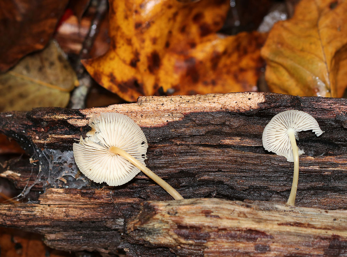 Mycena galericulata Cap: Conical with a large, central bump; lined; tacky; tattered margin; tan<br />
<br />
Gills: Attached; whitish<br />
<br />
Stem: hollow; similar color as the cap<br />
<br />
Habitat: Rotting hardwood<br />
<figure class="photo"><a href="https://www.jungledragon.com/image/76135/mycena_galericulata.html" title="Mycena galericulata"><img src="https://s3.amazonaws.com/media.jungledragon.com/images/3232/76135_thumb.jpg?AWSAccessKeyId=05GMT0V3GWVNE7GGM1R2&Expires=1767225610&Signature=rqY8YzTRq4KVyp%2FbVuczzVqUO3Q%3D" width="200" height="134" alt="Mycena galericulata Cap: Conical with a large, central bump; lined; tacky; tattered margin; tan<br />
<br />
Gills: Attached; whitish<br />
<br />
Stem: hollow; similar color as the cap<br />
<br />
Habitat: Rotting hardwood<br />
https://www.jungledragon.com/image/76138/oak-stump_bonnet_cap_-_myccena_inclinata.html<br />
https://www.jungledragon.com/image/76137/oak-stump_bonnet_cap_-_myccena_inclinata.html<br />
https://www.jungledragon.com/image/76136/oak-stump_bonnet_cap_-_myccena_inclinata.html Fall,Geotagged,Mycena galericulata,Rosy-gill fairy helmet,United States" /></a></figure><br />
<figure class="photo"><a href="https://www.jungledragon.com/image/76137/mycena_galericulata.html" title="Mycena galericulata"><img src="https://s3.amazonaws.com/media.jungledragon.com/images/3232/76137_thumb.jpg?AWSAccessKeyId=05GMT0V3GWVNE7GGM1R2&Expires=1767225610&Signature=kzqX7cpWRBFmUBvY25xiko49Brs%3D" width="200" height="162" alt="Mycena galericulata Cap: Conical with a large, central bump; lined; tacky; tattered margin; tan<br />
<br />
Gills: Attached; whitish<br />
<br />
Stem: hollow; similar color as the cap<br />
<br />
Habitat: Rotting hardwood<br />
https://www.jungledragon.com/image/76135/oak-stump_bonnet_cap_-_myccena_inclinata.html<br />
https://www.jungledragon.com/image/76138/oak-stump_bonnet_cap_-_myccena_inclinata.html<br />
https://www.jungledragon.com/image/76136/oak-stump_bonnet_cap_-_myccena_inclinata.html Fall,Geotagged,Mycena galericulata,Rosy-gill fairy helmet,United States" /></a></figure><br />
<figure class="photo"><a href="https://www.jungledragon.com/image/76136/mycena_galericulata.html" title="Mycena galericulata"><img src="https://s3.amazonaws.com/media.jungledragon.com/images/3232/76136_thumb.jpg?AWSAccessKeyId=05GMT0V3GWVNE7GGM1R2&Expires=1767225610&Signature=laUspnKSPYBtec%2B5d5YLILoP6fk%3D" width="200" height="164" alt="Mycena galericulata Cap: Conical with a large, central bump; lined; tacky; tattered margin; tan<br />
<br />
Gills: Attached; whitish<br />
<br />
Stem: hollow; similar color as the cap<br />
<br />
Habitat: Rotting hardwood<br />
https://www.jungledragon.com/image/76135/oak-stump_bonnet_cap_-_myccena_inclinata.html<br />
https://www.jungledragon.com/image/76138/oak-stump_bonnet_cap_-_myccena_inclinata.html<br />
https://www.jungledragon.com/image/76137/oak-stump_bonnet_cap_-_myccena_inclinata.html Fall,Geotagged,Mycena galericulata,Rosy-gill fairy helmet,United States" /></a></figure> Fall,Geotagged,Mycena galericulata,Rosy-gill fairy helmet,United States