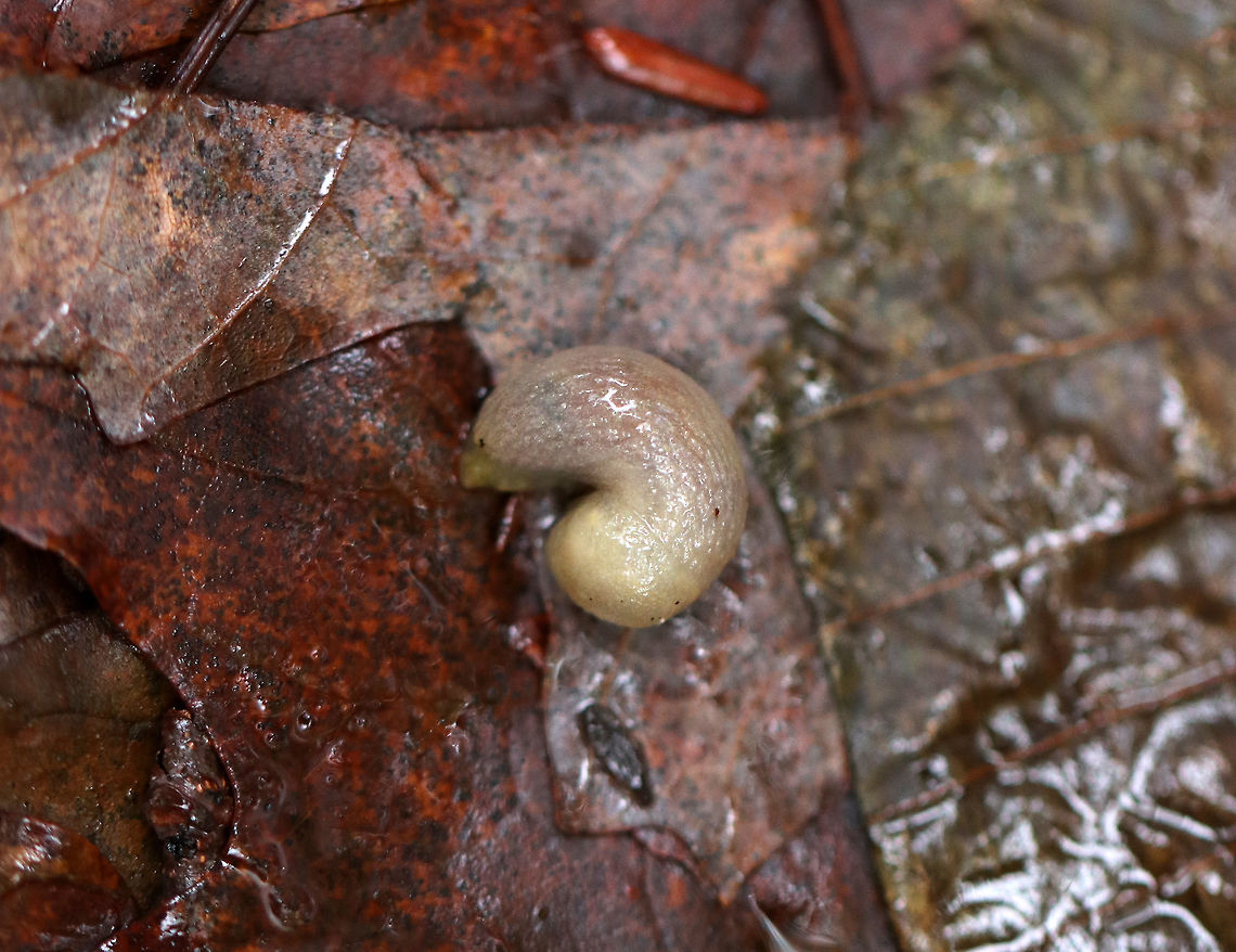 Slug Tiny slug - the head end was very pale yellow and the body was partly translucent.  <br />
<br />
Habitat: Found in leaf litter of a deciduous forest Fall,Geotagged,United States,slug