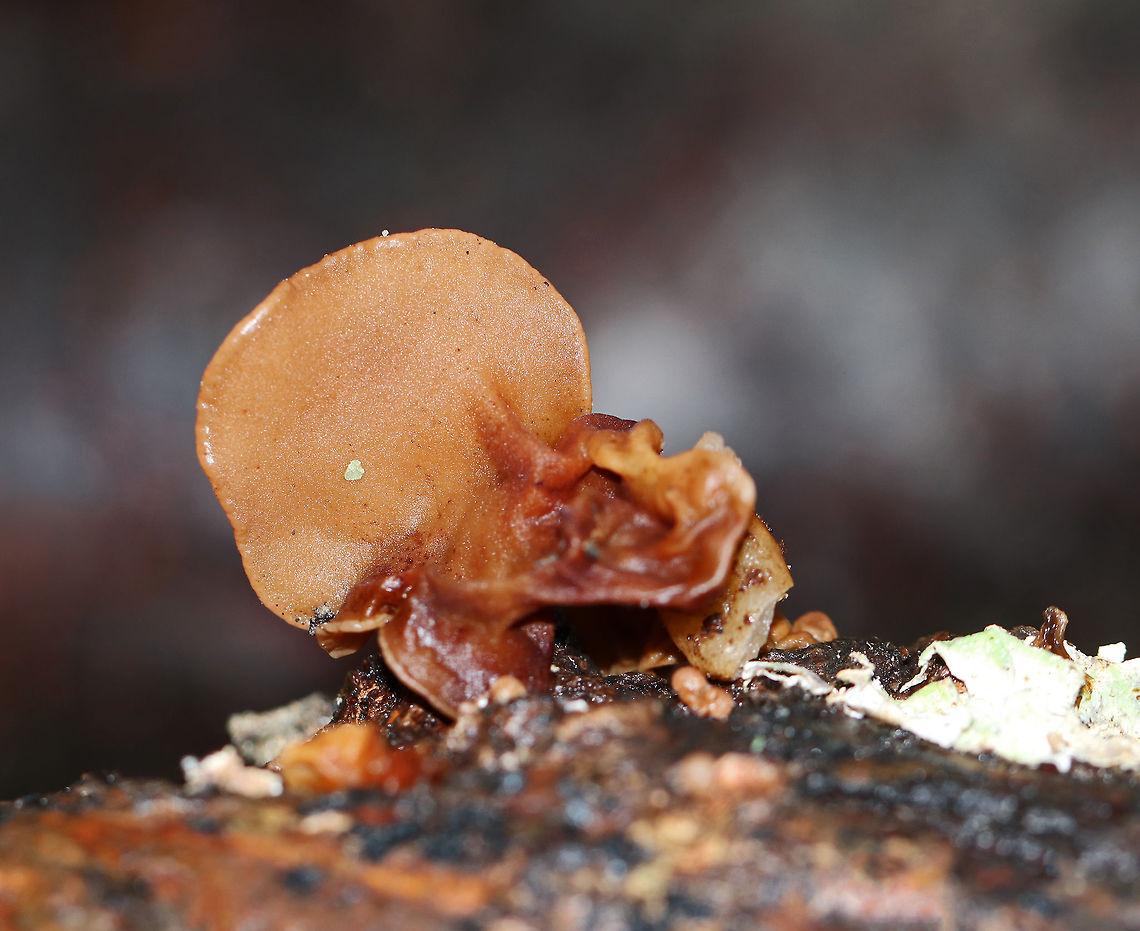 Wood Ear - Auricularia angiospermarum <br />
Wavy, brown, ear-shaped fruiting body<br />
<br />
Until recently, the North American species of Wood Ear was considered to be Auricularia auricula-judae. However, research has shown that Auricularia auricula-judae is not endemic to North America.<br />
<br />
Habitat: Growing on rotting wood Auricularia angiospermarum,Fall,Geotagged,United States,Wood Ear