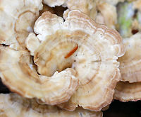 Violet-toothed Polypore - Trichaptum biforme Old, washed out brackets with a finely hairy upper surface that was white and tan. T<br />
<br />
Habitat: Growing on rotting wood in a mixed forest.<br />
https://www.jungledragon.com/image/76142/violet-toothed_polypore_-_trichaptum_biforme.html Fall,Geotagged,Trichaptum biforme,United States