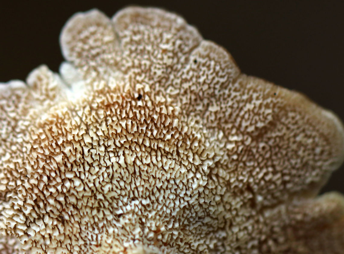 Violet-toothed Polypore - Trichaptum biforme Old, washed out brackets with a finely hairy upper surface that was white and tan. T<br />
<br />
Habitat: Growing on rotting wood in a mixed forest.<br />
<figure class="photo"><a href="https://www.jungledragon.com/image/76141/violet-toothed_polypore_-_trichaptum_biforme.html" title="Violet-toothed Polypore - Trichaptum biforme"><img src="https://s3.amazonaws.com/media.jungledragon.com/images/3232/76141_thumb.jpg?AWSAccessKeyId=05GMT0V3GWVNE7GGM1R2&Expires=1759968010&Signature=RYhwNuRrPs1uTPRORmlc3g39WOA%3D" width="200" height="166" alt="Violet-toothed Polypore - Trichaptum biforme Old, washed out brackets with a finely hairy upper surface that was white and tan. T<br />
<br />
Habitat: Growing on rotting wood in a mixed forest.<br />
https://www.jungledragon.com/image/76142/violet-toothed_polypore_-_trichaptum_biforme.html Fall,Geotagged,Trichaptum biforme,United States" /></a></figure> Fall,Geotagged,Trichaptum biforme,United States