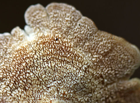 Violet-toothed Polypore - Trichaptum biforme Old, washed out brackets with a finely hairy upper surface that was white and tan. T

Habitat: Growing on rotting wood in a mixed forest.
https://www.jungledragon.com/image/76141/violet-toothed_polypore_-_trichaptum_biforme.html Fall,Geotagged,Trichaptum biforme,United States