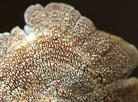 Violet-toothed Polypore - Trichaptum biforme Old, washed out brackets with a finely hairy upper surface that was white and tan. T<br />
<br />
Habitat: Growing on rotting wood in a mixed forest.<br />
https://www.jungledragon.com/image/76141/violet-toothed_polypore_-_trichaptum_biforme.html Fall,Geotagged,Trichaptum biforme,United States