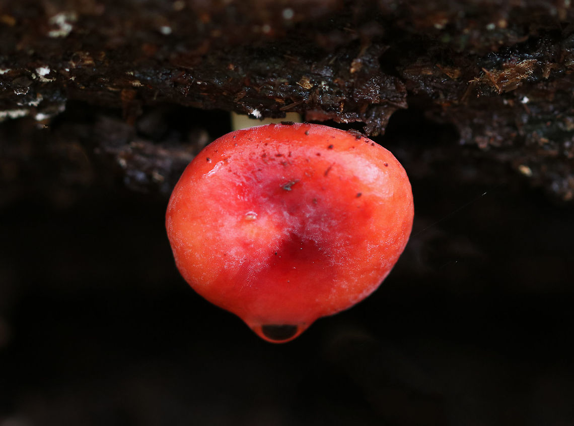 Russula sp. Gorgeous, bright red Russula mushroom that was still dripping from the previous night&#039;s rain.<br />
<br />
Habitat: Rotting log in a mixed forest Fall,Geotagged,United States,mushroom,russula