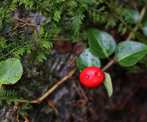 Partridge Berry - Mitchella repens These low evergreen plants form large mats that cover large areas of the forest floor. They have shiny, green leaves and bright red berries that have two dimples. Each partridge berry has two dimples because each berry grows from two flowers...Both flowers must be pollinated in order to develop a single red berry. So, each berry is the result of the fusion of ovaries from the pair of pollinated flowers. This results in each berry having two bright red spots on its surface. These berries are edible, but pretty flavorless. They are high in vitamin C, anthocyanins, and antioxidants. 

Habitat: Mixed forest Fall,Geotagged,Mitchella repens,Partridge berry,United States,berry,red,red berry
