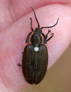 Winter Firefly - Ellychnia corrusca I was pretty excited when I found this beetle today. It's unusual among fireflies because it's active during late winter and early spring, AND because it lacks a light-producing organ. Also, it has reflexive bleeding when disturbed (white dot on elytra in photo).

Habitat: Tree trunk in a deciduous forest Ellychnia corrusca,Geotagged,United States,Winter,beetle,ellychnia corrusca,firefly