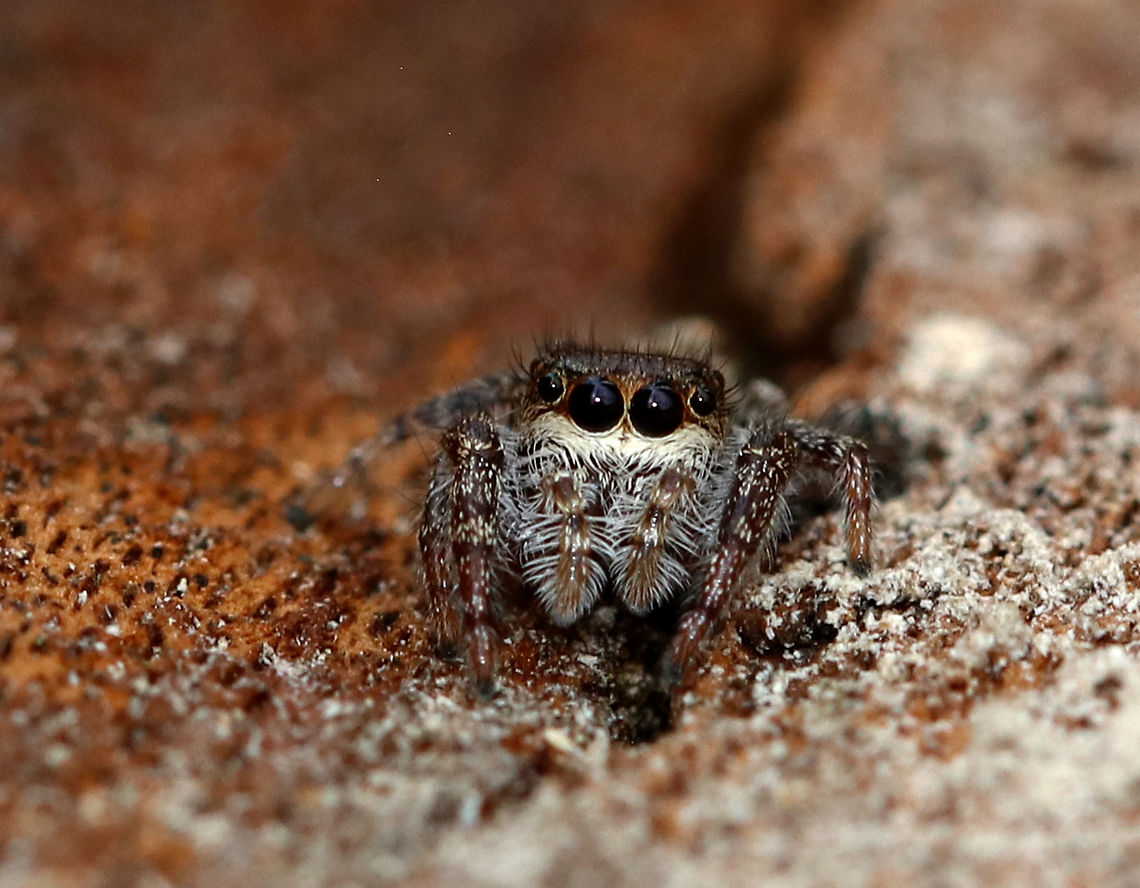 Dimorphic Jumper (Maevia inclemens) Dimorphic Jumpers have two male forms: the first has a black body, pale yellow legs, and three small tufts of black hair on the cephalothorax; the second form has a grayish body with red, white, and black markings. The females resemble the second form with faint V-shaped markings and a paler abdomen. <br />
<br />
Habitat: On a tree in a deciduous forest Geotagged,Maevia inclemens,United States,Winter,spider