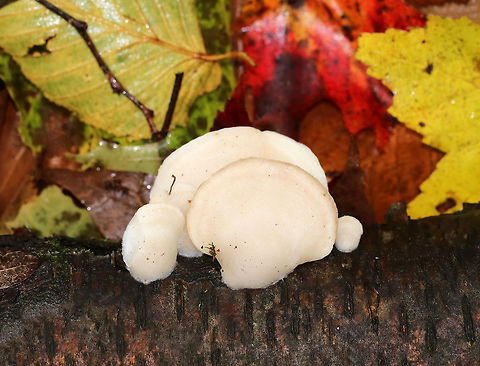 Tyromyces chioneus The fruiting bodies were soft and smooth, fan-shaped, and whitish.  The undersurface had white pores.  

Habitat: Growing on fallen, yellow birch
https://www.jungledragon.com/image/76193/polyporales.html Fall,Geotagged,Tyromyces chioneus,United States,White cheese polypore,polyporales,polypore