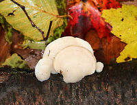 Tyromyces chioneus The fruiting bodies were soft and smooth, fan-shaped, and whitish. The undersurface had white pores. <br />
<br />
Habitat: Growing on fallen, yellow birch<br />
https://www.jungledragon.com/image/76193/polyporales.html Fall,Geotagged,Tyromyces chioneus,United States,White cheese polypore,polyporales,polypore