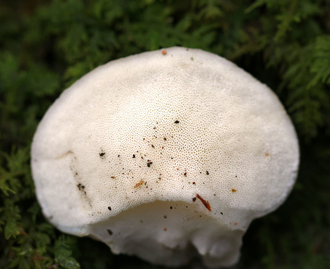 Tyromyces chioneus The fruiting bodies were soft and smooth, fan-shaped, and whitish. The undersurface had white pores. <br />
<br />
Habitat: Growing on fallen, yellow birch<br />
<figure class="photo"><a href="https://www.jungledragon.com/image/76191/tyromyces_chioneus.html" title="Tyromyces chioneus"><img src="https://s3.amazonaws.com/media.jungledragon.com/images/3232/76191_thumb.jpg?AWSAccessKeyId=05GMT0V3GWVNE7GGM1R2&Expires=1759968010&Signature=EiBCRORwYnnETfsU20fWaxSlveU%3D" width="200" height="154" alt="Tyromyces chioneus The fruiting bodies were soft and smooth, fan-shaped, and whitish.  The undersurface had white pores.  <br />
<br />
Habitat: Growing on fallen, yellow birch<br />
https://www.jungledragon.com/image/76193/polyporales.html Fall,Geotagged,Tyromyces chioneus,United States,White cheese polypore,polyporales,polypore" /></a></figure> Fall,Geotagged,Tyromyces chioneus,United States,White cheese polypore