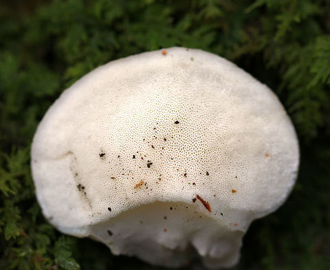 Tyromyces chioneus The fruiting bodies were soft and smooth, fan-shaped, and whitish. The undersurface had white pores. 

Habitat: Growing on fallen, yellow birch
https://www.jungledragon.com/image/76191/polyporales.html Fall,Geotagged,Tyromyces chioneus,United States,White cheese polypore