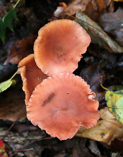 Mushrooms - Laccaria sp. I'm still working on a species ID.  I thought it could be L. striatula, but the gills and stipe aren't quite matching up.

Habitat: Growing in a cluster in a deciduous forest
https://www.jungledragon.com/image/76196/mushrooms_-_laccaria_sp.html
https://www.jungledragon.com/image/76195/mushrooms_-_laccaria_sp.html Fall,Geotagged,United States,laccaria