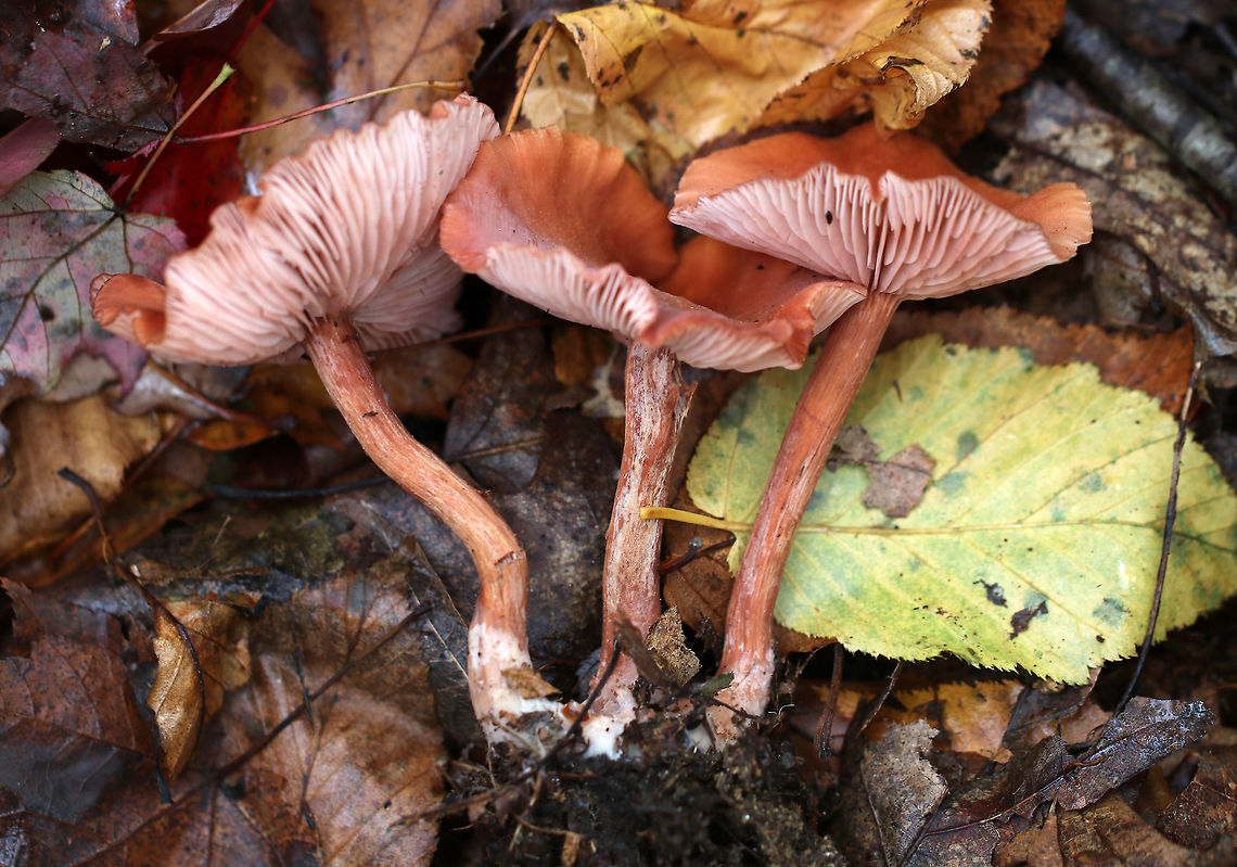 Mushrooms - Laccaria sp. I&#039;m still working on a species ID. I thought it could be L. striatula, but the gills and stipe aren&#039;t quite matching up.<br />
<br />
Habitat: Growing in a cluster in a deciduous forest<br />
<figure class="photo"><a href="https://www.jungledragon.com/image/76194/mushrooms_-_laccaria_sp.html" title="Mushrooms - Laccaria sp."><img src="https://s3.amazonaws.com/media.jungledragon.com/images/3232/76194_thumb.jpg?AWSAccessKeyId=05GMT0V3GWVNE7GGM1R2&Expires=1759968010&Signature=OkmlJqzgqiSaQ9sz10SlHx3XpvU%3D" width="120" height="152" alt="Mushrooms - Laccaria sp. I&#039;m still working on a species ID.  I thought it could be L. striatula, but the gills and stipe aren&#039;t quite matching up.<br />
<br />
Habitat: Growing in a cluster in a deciduous forest<br />
https://www.jungledragon.com/image/76196/mushrooms_-_laccaria_sp.html<br />
https://www.jungledragon.com/image/76195/mushrooms_-_laccaria_sp.html Fall,Geotagged,United States,laccaria" /></a></figure><br />
<figure class="photo"><a href="https://www.jungledragon.com/image/76196/mushrooms_-_laccaria_sp.html" title="Mushrooms - Laccaria sp."><img src="https://s3.amazonaws.com/media.jungledragon.com/images/3232/76196_thumb.jpg?AWSAccessKeyId=05GMT0V3GWVNE7GGM1R2&Expires=1759968010&Signature=6D34gcLcuCoq6PvFwCAec4oVoqU%3D" width="200" height="180" alt="Mushrooms - Laccaria sp. I&#039;m still working on a species ID. I thought it could be L. striatula, but the gills and stipe aren&#039;t quite matching up.<br />
<br />
Habitat: Growing in a cluster in a deciduous forest<br />
https://www.jungledragon.com/image/76194/mushrooms_-_laccaria_sp.html<br />
https://www.jungledragon.com/image/76195/mushrooms_-_laccaria_sp.html Fall,Geotagged,United States,laccaria" /></a></figure> Fall,Geotagged,United States,laccaria