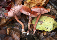 Mushrooms - Laccaria sp. I'm still working on a species ID. I thought it could be L. striatula, but the gills and stipe aren't quite matching up.<br />
<br />
Habitat: Growing in a cluster in a deciduous forest<br />
https://www.jungledragon.com/image/76194/mushrooms_-_laccaria_sp.html<br />
https://www.jungledragon.com/image/76196/mushrooms_-_laccaria_sp.html Fall,Geotagged,United States,laccaria