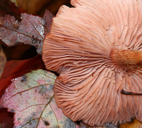 Mushrooms - Laccaria sp. I'm still working on a species ID. I thought it could be L. striatula, but the gills and stipe aren't quite matching up.

Habitat: Growing in a cluster in a deciduous forest
https://www.jungledragon.com/image/76194/mushrooms_-_laccaria_sp.html
https://www.jungledragon.com/image/76195/mushrooms_-_laccaria_sp.html Fall,Geotagged,United States,laccaria