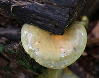 Late Oysters - Sarcomyxa serotina Cap: Semi-circular; bald; tacky; yellowish, pinkish olive; nearly flat<br />
<br />
Gills: Close; frequent short gills; yellowish orange; radiating from the point of attachment; brownish edge<br />
<br />
Stem: absent<br />
<br />
Habitat: Rotting wood in a mixed forest<br />
https://www.jungledragon.com/image/76198/late_oysters_-_sarcomyxa_serotina.html<br />
https://www.jungledragon.com/image/76199/late_oysters_-_sarcomyxa_serotina.html<br />
https://www.jungledragon.com/image/76200/late_oysters_-_sarcomyxa_serotina.html Fall,Geotagged,Late oyster,Sarcomyxa serotina,United States
