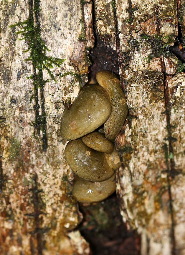 Late Oysters - Sarcomyxa serotina Cap: Semi-circular; bald; tacky; yellowish, pinkish olive; nearly flat<br />
<br />
Gills: Close; frequent short gills; yellowish orange; radiating from the point of attachment; brownish edge<br />
<br />
Stem: absent<br />
<br />
Habitat: Rotting wood in a mixed forest<br />
<figure class="photo"><a href="https://www.jungledragon.com/image/76200/late_oysters_-_sarcomyxa_serotina.html" title="Late Oysters - Sarcomyxa serotina"><img src="https://s3.amazonaws.com/media.jungledragon.com/images/3232/76200_thumb.jpg?AWSAccessKeyId=05GMT0V3GWVNE7GGM1R2&Expires=1769040010&Signature=ptmq23lW1SArNb66DOr1nyLeJVc%3D" width="200" height="172" alt="Late Oysters - Sarcomyxa serotina Cap: Semi-circular; bald; tacky; yellowish, pinkish olive; nearly flat<br />
<br />
Gills: Close; frequent short gills; yellowish orange; radiating from the point of attachment; brownish edge<br />
<br />
Stem: absent<br />
<br />
Habitat: Rotting wood in a mixed forest<br />
https://www.jungledragon.com/image/76199/late_oysters_-_sarcomyxa_serotina.html<br />
https://www.jungledragon.com/image/76198/late_oysters_-_sarcomyxa_serotina.html<br />
https://www.jungledragon.com/image/76197/late_oysters_-_sarcomyxa_serotina.html Fall,Geotagged,Late oyster,Sarcomyxa serotina,United States" /></a></figure><br />
<figure class="photo"><a href="https://www.jungledragon.com/image/76199/late_oysters_-_sarcomyxa_serotina.html" title="Late Oysters - Sarcomyxa serotina"><img src="https://s3.amazonaws.com/media.jungledragon.com/images/3232/76199_thumb.jpg?AWSAccessKeyId=05GMT0V3GWVNE7GGM1R2&Expires=1769040010&Signature=p56dOKIBs%2BujZahR08EiBDVqFAQ%3D" width="200" height="158" alt="Late Oysters - Sarcomyxa serotina Cap: Semi-circular; bald; tacky; yellowish, pinkish olive; nearly flat<br />
<br />
Gills: Close; frequent short gills; yellowish orange; radiating from the point of attachment; brownish edge<br />
<br />
Stem: absent<br />
<br />
Habitat: Rotting wood in a mixed forest<br />
https://www.jungledragon.com/image/76200/late_oysters_-_sarcomyxa_serotina.html<br />
https://www.jungledragon.com/image/76198/late_oysters_-_sarcomyxa_serotina.html<br />
https://www.jungledragon.com/image/76197/late_oysters_-_sarcomyxa_serotina.html Fall,Geotagged,Late oyster,Sarcomyxa serotina,United States" /></a></figure><br />
<figure class="photo"><a href="https://www.jungledragon.com/image/76197/late_oysters_-_sarcomyxa_serotina.html" title="Late Oysters - Sarcomyxa serotina"><img src="https://s3.amazonaws.com/media.jungledragon.com/images/3232/76197_thumb.jpg?AWSAccessKeyId=05GMT0V3GWVNE7GGM1R2&Expires=1769040010&Signature=Fumm8DC82K5kdNzkSobpE77dxWc%3D" width="200" height="158" alt="Late Oysters - Sarcomyxa serotina Cap: Semi-circular; bald; tacky; yellowish, pinkish olive; nearly flat<br />
<br />
Gills: Close; frequent short gills; yellowish orange; radiating from the point of attachment; brownish edge<br />
<br />
Stem: absent<br />
<br />
Habitat: Rotting wood in a mixed forest<br />
https://www.jungledragon.com/image/76198/late_oysters_-_sarcomyxa_serotina.html<br />
https://www.jungledragon.com/image/76199/late_oysters_-_sarcomyxa_serotina.html<br />
https://www.jungledragon.com/image/76200/late_oysters_-_sarcomyxa_serotina.html Fall,Geotagged,Late oyster,Sarcomyxa serotina,United States" /></a></figure> Fall,Geotagged,Late oyster,Sarcomyxa serotina,United States