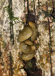 Late Oysters - Sarcomyxa serotina Cap: Semi-circular; bald; tacky; yellowish, pinkish olive; nearly flat

Gills: Close; frequent short gills; yellowish orange; radiating from the point of attachment; brownish edge

Stem: absent

Habitat: Rotting wood in a mixed forest
https://www.jungledragon.com/image/76200/late_oysters_-_sarcomyxa_serotina.html
https://www.jungledragon.com/image/76199/late_oysters_-_sarcomyxa_serotina.html
https://www.jungledragon.com/image/76197/late_oysters_-_sarcomyxa_serotina.html Fall,Geotagged,Late oyster,Sarcomyxa serotina,United States