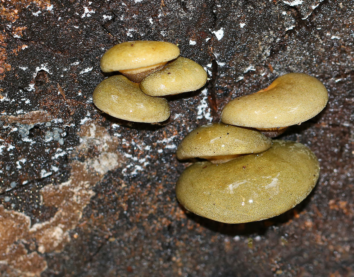 Late Oysters - Sarcomyxa serotina Cap: Semi-circular; bald; tacky; yellowish, pinkish olive; nearly flat<br />
<br />
Gills: Close; frequent short gills; yellowish orange; radiating from the point of attachment; brownish edge<br />
<br />
Stem: absent<br />
<br />
Habitat: Rotting wood in a mixed forest<br />
<figure class="photo"><a href="https://www.jungledragon.com/image/76200/late_oysters_-_sarcomyxa_serotina.html" title="Late Oysters - Sarcomyxa serotina"><img src="https://s3.amazonaws.com/media.jungledragon.com/images/3232/76200_thumb.jpg?AWSAccessKeyId=05GMT0V3GWVNE7GGM1R2&Expires=1759968010&Signature=L%2BWgQoe%2B%2F5aSnThJ9KtoOUznq%2F8%3D" width="200" height="172" alt="Late Oysters - Sarcomyxa serotina Cap: Semi-circular; bald; tacky; yellowish, pinkish olive; nearly flat<br />
<br />
Gills: Close; frequent short gills; yellowish orange; radiating from the point of attachment; brownish edge<br />
<br />
Stem: absent<br />
<br />
Habitat: Rotting wood in a mixed forest<br />
https://www.jungledragon.com/image/76199/late_oysters_-_sarcomyxa_serotina.html<br />
https://www.jungledragon.com/image/76198/late_oysters_-_sarcomyxa_serotina.html<br />
https://www.jungledragon.com/image/76197/late_oysters_-_sarcomyxa_serotina.html Fall,Geotagged,Late oyster,Sarcomyxa serotina,United States" /></a></figure><br />
<figure class="photo"><a href="https://www.jungledragon.com/image/76198/late_oysters_-_sarcomyxa_serotina.html" title="Late Oysters - Sarcomyxa serotina"><img src="https://s3.amazonaws.com/media.jungledragon.com/images/3232/76198_thumb.jpg?AWSAccessKeyId=05GMT0V3GWVNE7GGM1R2&Expires=1759968010&Signature=oXl9EWaWeh%2FlEn%2F7wS4i9oXclak%3D" width="112" height="152" alt="Late Oysters - Sarcomyxa serotina Cap: Semi-circular; bald; tacky; yellowish, pinkish olive; nearly flat<br />
<br />
Gills: Close; frequent short gills; yellowish orange; radiating from the point of attachment; brownish edge<br />
<br />
Stem: absent<br />
<br />
Habitat: Rotting wood in a mixed forest<br />
https://www.jungledragon.com/image/76200/late_oysters_-_sarcomyxa_serotina.html<br />
https://www.jungledragon.com/image/76199/late_oysters_-_sarcomyxa_serotina.html<br />
https://www.jungledragon.com/image/76197/late_oysters_-_sarcomyxa_serotina.html Fall,Geotagged,Late oyster,Sarcomyxa serotina,United States" /></a></figure><br />
<figure class="photo"><a href="https://www.jungledragon.com/image/76197/late_oysters_-_sarcomyxa_serotina.html" title="Late Oysters - Sarcomyxa serotina"><img src="https://s3.amazonaws.com/media.jungledragon.com/images/3232/76197_thumb.jpg?AWSAccessKeyId=05GMT0V3GWVNE7GGM1R2&Expires=1759968010&Signature=UlwrmxPECEdk%2Bzao3qmPWQ5dIj4%3D" width="200" height="158" alt="Late Oysters - Sarcomyxa serotina Cap: Semi-circular; bald; tacky; yellowish, pinkish olive; nearly flat<br />
<br />
Gills: Close; frequent short gills; yellowish orange; radiating from the point of attachment; brownish edge<br />
<br />
Stem: absent<br />
<br />
Habitat: Rotting wood in a mixed forest<br />
https://www.jungledragon.com/image/76198/late_oysters_-_sarcomyxa_serotina.html<br />
https://www.jungledragon.com/image/76199/late_oysters_-_sarcomyxa_serotina.html<br />
https://www.jungledragon.com/image/76200/late_oysters_-_sarcomyxa_serotina.html Fall,Geotagged,Late oyster,Sarcomyxa serotina,United States" /></a></figure> Fall,Geotagged,Late oyster,Sarcomyxa serotina,United States