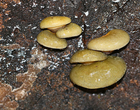 Late Oysters - Sarcomyxa serotina Cap: Semi-circular; bald; tacky; yellowish, pinkish olive; nearly flat

Gills: Close; frequent short gills; yellowish orange; radiating from the point of attachment; brownish edge

Stem: absent

Habitat: Rotting wood in a mixed forest
https://www.jungledragon.com/image/76200/late_oysters_-_sarcomyxa_serotina.html
https://www.jungledragon.com/image/76198/late_oysters_-_sarcomyxa_serotina.html
https://www.jungledragon.com/image/76197/late_oysters_-_sarcomyxa_serotina.html Fall,Geotagged,Late oyster,Sarcomyxa serotina,United States