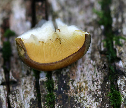 Late Oysters - Sarcomyxa serotina Cap: Semi-circular; bald; tacky; yellowish, pinkish olive; nearly flat

Gills: Close; frequent short gills; yellowish orange; radiating from the point of attachment; brownish edge

Stem: absent

Habitat: Rotting wood in a mixed forest
https://www.jungledragon.com/image/76199/late_oysters_-_sarcomyxa_serotina.html
https://www.jungledragon.com/image/76198/late_oysters_-_sarcomyxa_serotina.html
https://www.jungledragon.com/image/76197/late_oysters_-_sarcomyxa_serotina.html Fall,Geotagged,Late oyster,Sarcomyxa serotina,United States